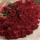 プロポーズの花束／108本の赤バラ